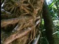 How the fig tree strangles other plants in the rainforest - David Attenborough - BBC