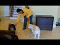 Advanced Hide And Seek - Funny Pranks Trailers 2012 - Funniest Video Funny Dog