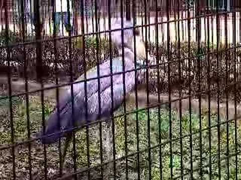 Walking shoebill (aka whale-headed ...