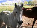 arabia-horses-2-.html