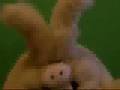 Wererabbit Headbanging to Believer