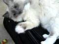 chloe and suitcase