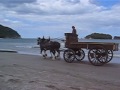 Pirongia Clydesdales at Whangamata