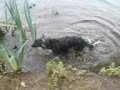 puppy ruins fishing puppy ruins fishing