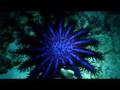 clip video Zuul FX Devil Star