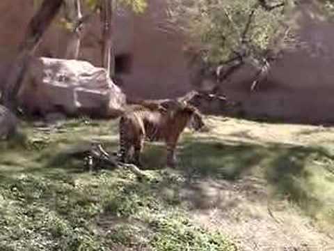 TIGER GROWL