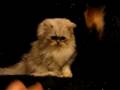 videos de Teacup Persian Kitten 4 adoption www.tcup-persians.com