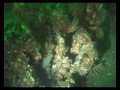 Discoverydivers in de winter