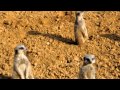 Meerkats at Chester Zoo (ミーアキャット)