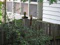 Squirrels