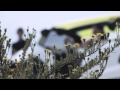 Citro�n Lacoste Concept