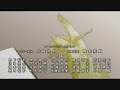 Chrome Shelled Regios OP 