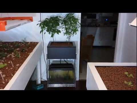indoor aquaponic garden 2 worm bin how to create an aquaponic pond 