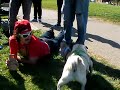 pug love