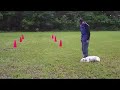 Faith - Boxer graduate of dog boot camp 2008