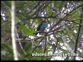 Veja os videos em HDV http://vimeo.com/1166494
