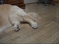 How to make GOLDEN LION