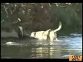Cute Dog Catches A Massively Huge Salmon