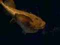 深海魚アンコウの食事風景