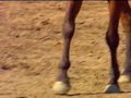 CABALLOS-DOMA VAQUERA-OROBROY