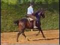 CABALLOS-DOMA VAQUERA-OROBROY