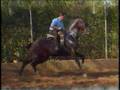 CABALLOS-DOMA VAQUERA-OROBROY