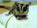 sugar glider