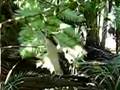 Laughing Kookaburra birds
