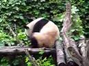 Panda Butt Itch Panda Butt Itch