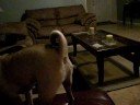 Brody chases the light - part 2 Brody chases the light - part 2