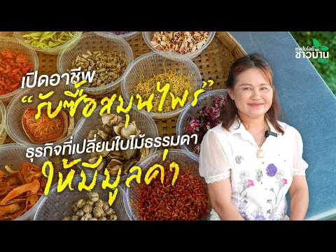 เปิดอาชีพรับซื้อสมุนไพร ธุรกิจที่เปลี่ยนใบไม้ธรรมดาให้มีมูลค่า | เทคโนโลยีชาวบ้าน