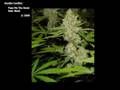 videos de Hostile Conflict - Pass Me The Sensi feat. West