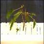 Biomimetic Experience
