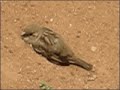 Passarinhos no Quintal