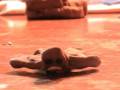 The Last of the Gingerbread Men