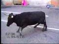 accident de taureau