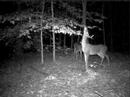 whitetail-deer-at-a-mock-scrape.html