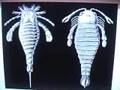 Making Trilobite & Sea Scorpion Eurypterid Cookies