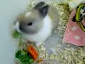 Baby Dutch Bunny Eating