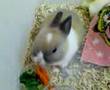 Baby Dutch Bunny Eating