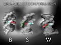 Arylamines DNA adduct (environmental carcinogens) Carcinogens