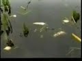 Pescando com os Enawene-Nawe parte 01