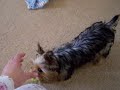 yorkie retriever