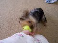 yorkie retriever