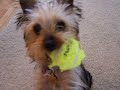 yorkie retriever