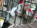 They want to break free. Cat video.xx