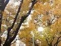 It is the tree-lined street of the famous ginkgo in Japan.When autumn comes, it colors yellow.Japanese likes it very much to see ginkgos.日本で有名な神宮外苑のいちょうの並木道です。秋になると黄色く色づきます。日本人はこれを見るのが大好きです。(撮影:2,008/12/02)↓このことをブログにも書いてみた｡(Detailed My Blog.)http://blog.livedoor.jp/umunenori/archives/65122401.html