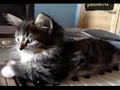 Questo gatto è un genio