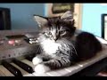 Questo gatto è un genio Questo gatto è un genio