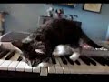 Questo gatto è un genio